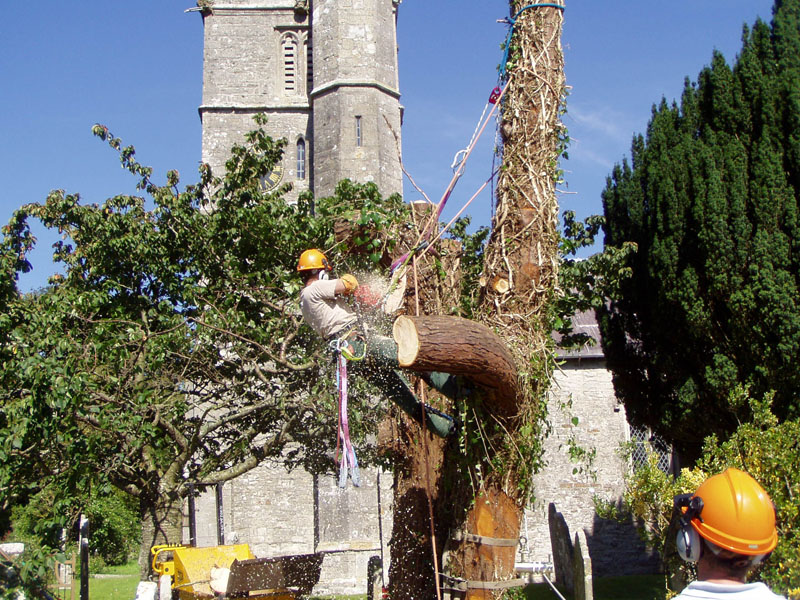  Portesham churchyard tree removal 
